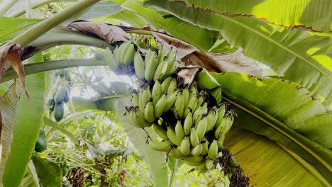 close up view. bunch of banana ,green bananas, a banana tree in the sunny day
