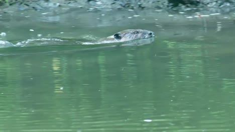 Beaver-crawls-and-slides-into-water,-quickly-gliding-and-swimming