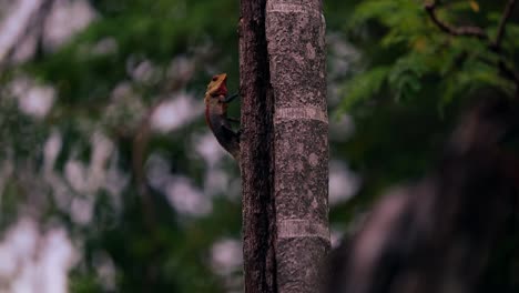 Un-Lagarto-En-Una-Palmera-Areca-En-Sri-Lanka