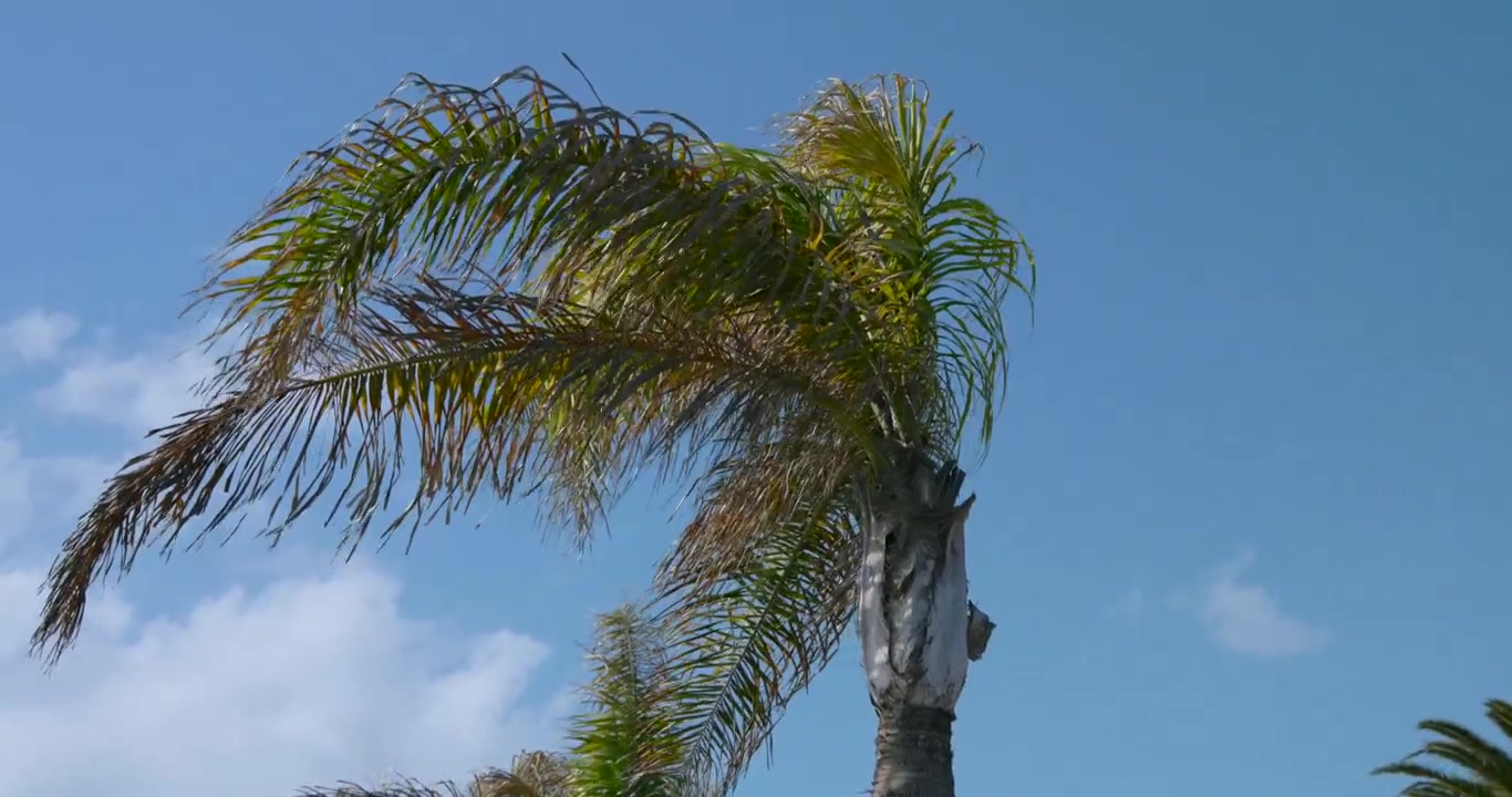 Fronde di palma che ondeggiano al vento contro un cielo blu con nuvole.