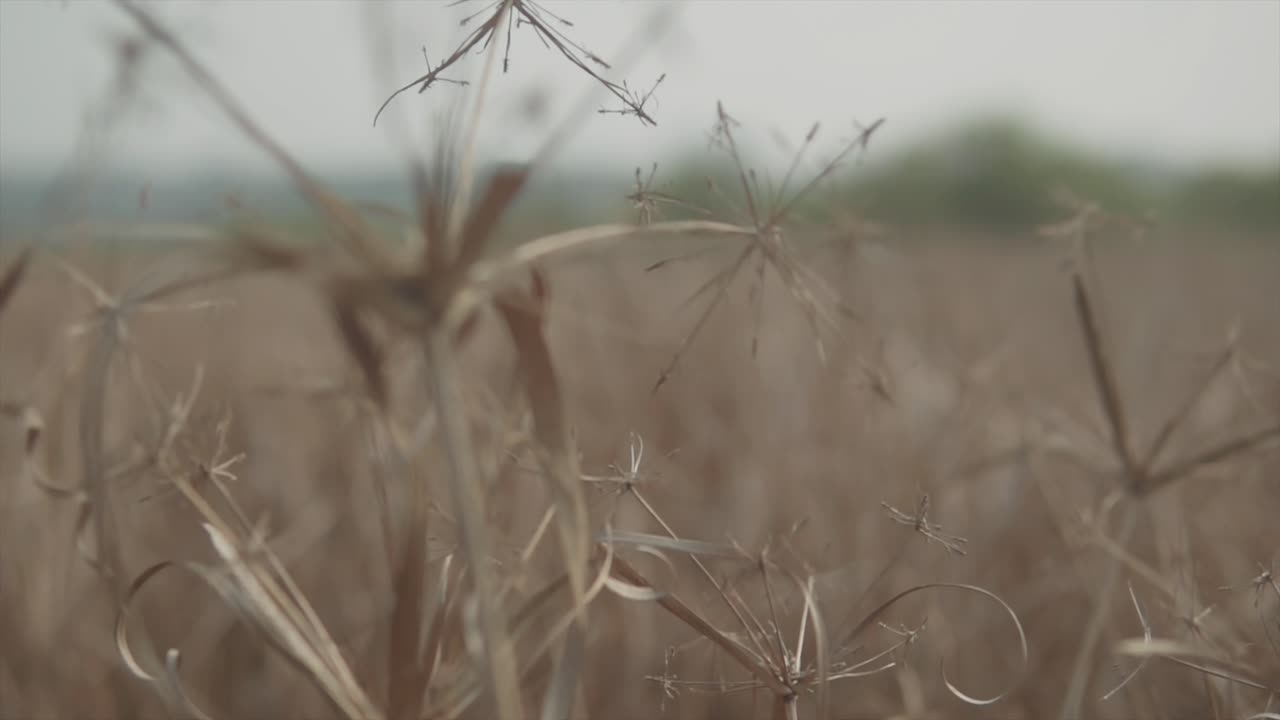 Macro shot of dried plants in the middle of a field of vegetation