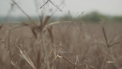 macro shot of dried plants in the middle of a field of vegetation