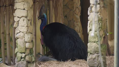 cassowary perched in its nest amidst stone columns