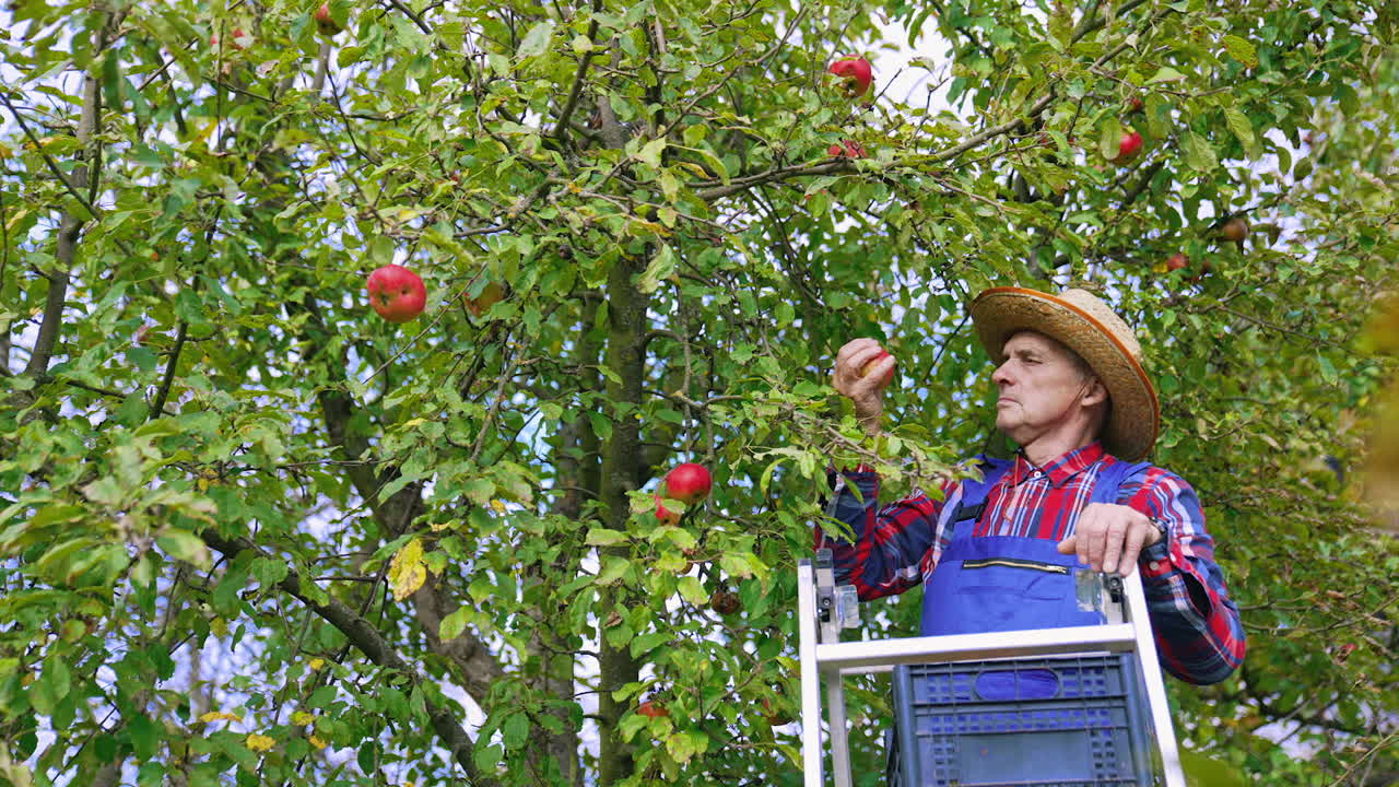 Apple farmer harvesting fresh fruits from the tree. Organic food farmer picking fresh and ripe apples.