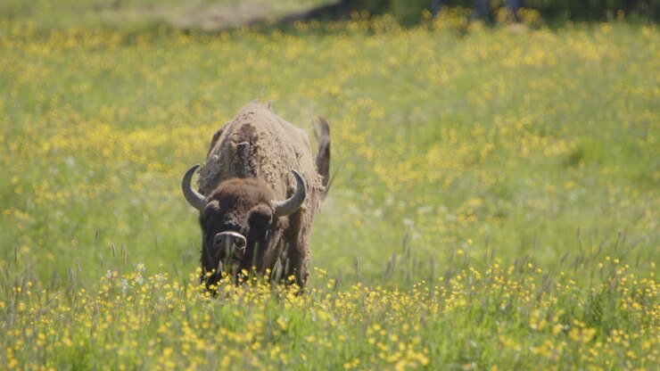 Grazing European bison in Swedish meadow picks up head to roar
