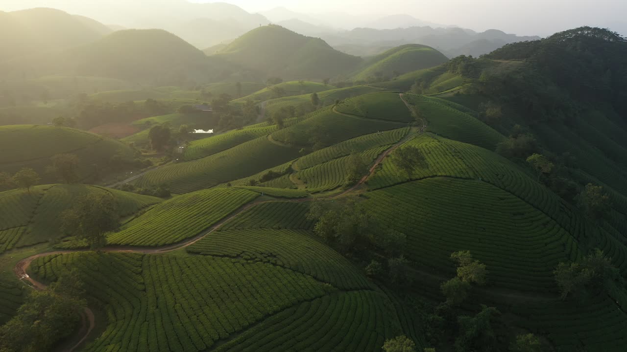 Vista aerea della collina del tè di Long Coc, Vietnam.
