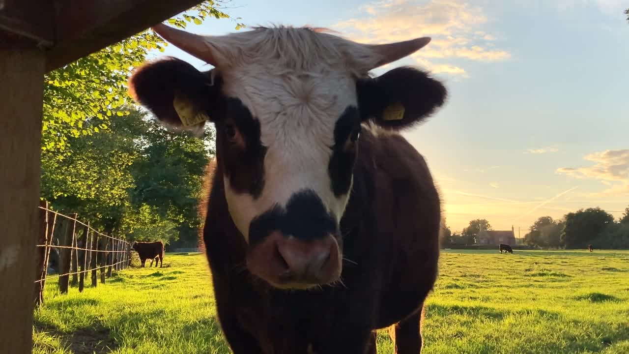 Close up cute and big cow on a farm at sunset