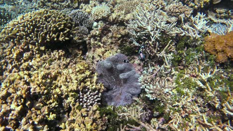 Sebae-Clownfische-In-Ihrer-Anemone-An-Einem-Lebhaften-Korallenriff-Im-Raja-Ampat-Archipel,-Indonesien