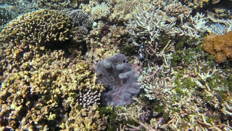 el pez payaso sebaa en su anemona en un vibrante arrecife de coral en el archipiélago de raja ampat, indonesia