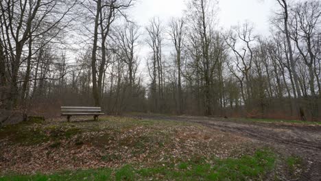 Empty-park-bench-on-grass-dirt-hill-next-to-open-dirt-tracks-in-leafless-tree-forest