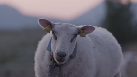 sheep looking at the camera and then leaving the frame