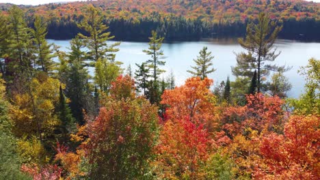 Una-Vista-De-Pájaro-Sobre-Los-Bosques-Otoñales-Entre-Los-árboles-Hacia-Un-Gran-Lago