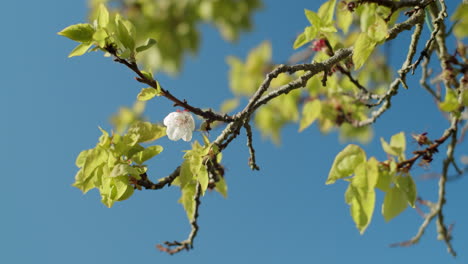 Beautiful apricot flower on branch with blue sky on the background
