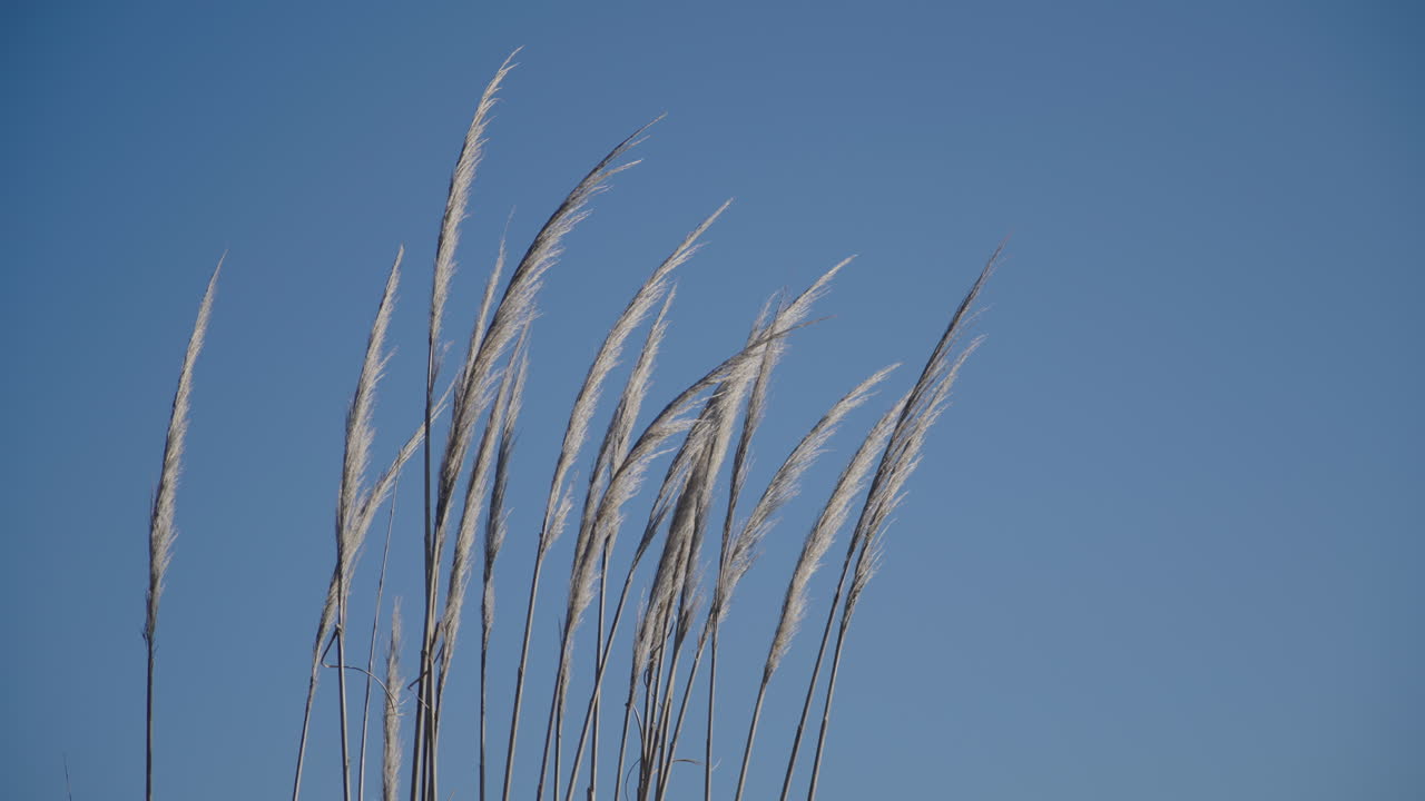 Høje siv, der svajer blidt mod klar blå himmel