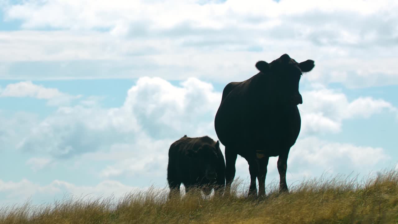 una vaca angus negra alimentando a su ternero en el hermoso campo