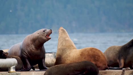 sea lions on a dock fighting