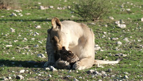 leona mordiendo a una tortuga africana en la sabana africana