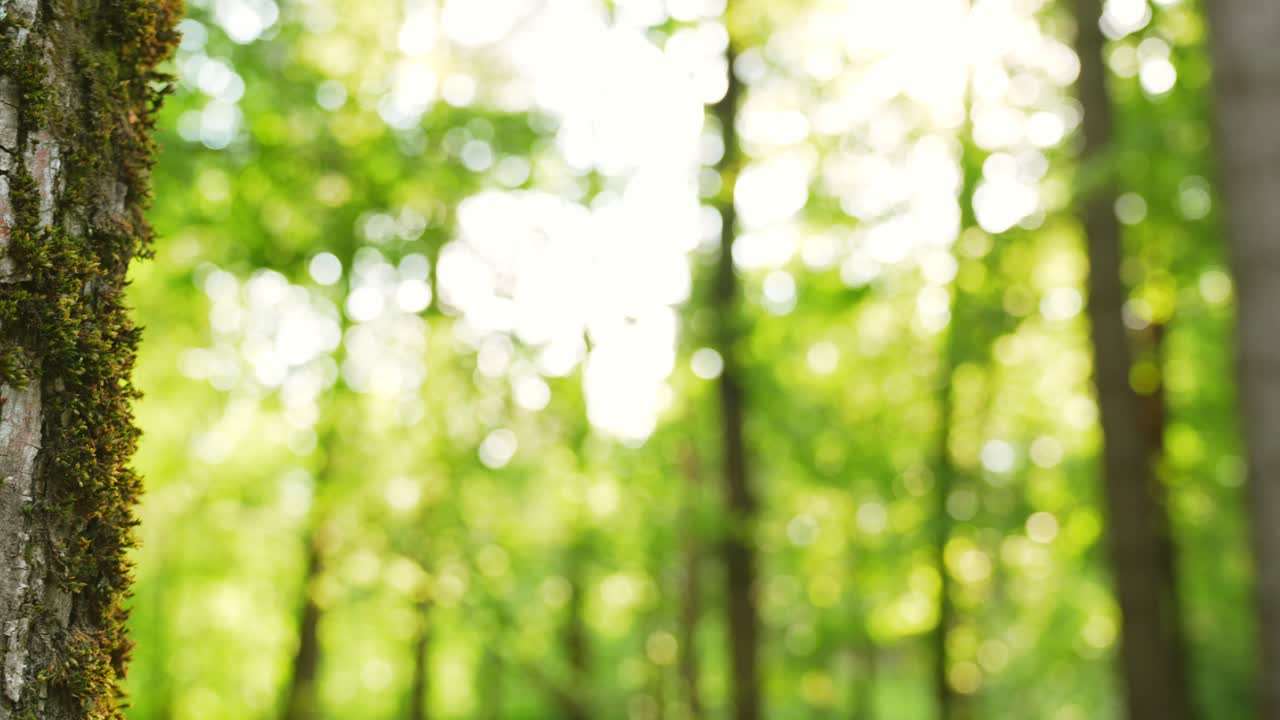 초자연적 인 정글 낮에 몰래 숨어있는 유령 같은 분위기