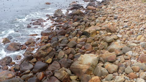 group of papio ursinus (chacma baboons) moves along the ocean