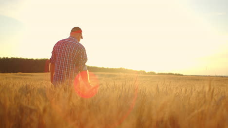 old farmer walking down the wheat field in sunset touching wheat ears with hands - agriculture concept. male arm moving over ripe wheat growing on the meadow.