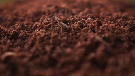 ants-colony-anthill-nest-close-up-in-red-ground,-insect-working-together