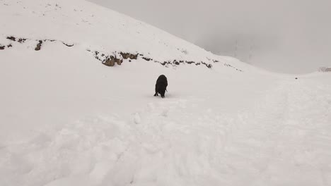 Schwarzer-Hund,-Der-Auf-Schnee-Auf-Einem-Nebligen-Berg-Zahlt