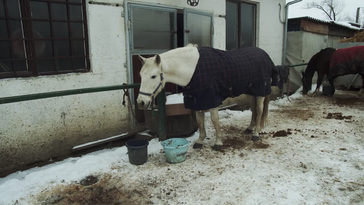 caballo blanco viste una manta de tela de caballo azul en una granja de invierno nevada, cámara lenta