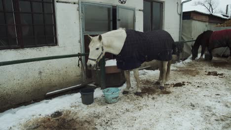 white horse wears blue horsecloth blanket on snowy winter farm, slow motion