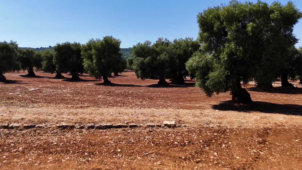 Old olive trees growing in Southern Italy, low altitude drone flying