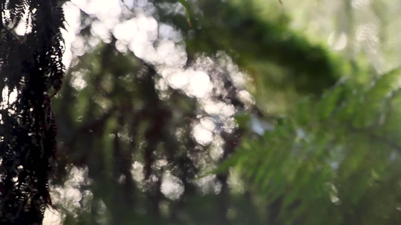 Fern leaves swaying in the rainforest sunlight