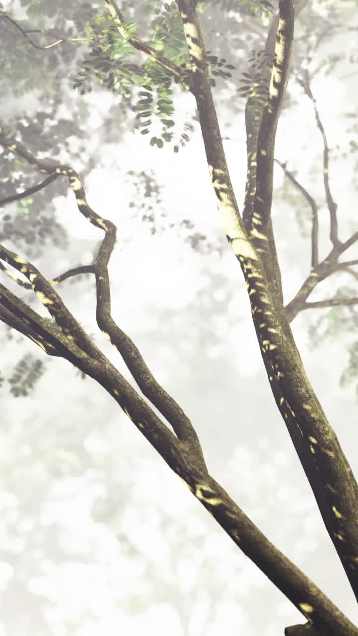 Des branches d'arbres s'étirent vers le ciel dans un décor de forêt brumeuse