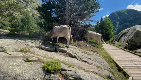 aigüestortes national park spain protected nature lerida catalunya cows walking side of wooden walkway