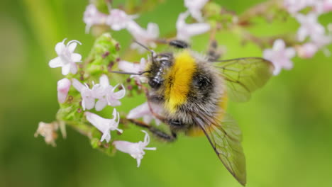 Hummel-Sammelt-An-Sonnigen-Tagen-Blütennektar.-Hummel-In-Makroaufnahme-In-Zeitlupe.