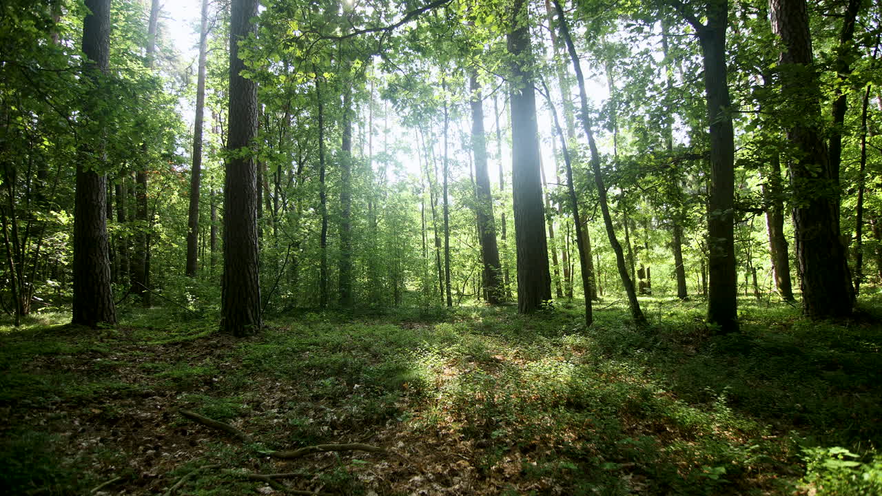 Timelapse of the sun rays in the natural green forest on summer