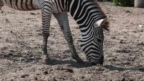 zebra bending down to graze on grass