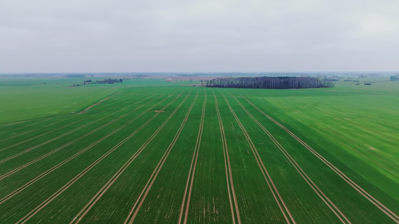 Calm aerial of fertilized crop fields and small forest grove in Northern Europe