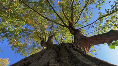 mirando hacia arriba la corona del árbol y las ramas vistas desde el tronco