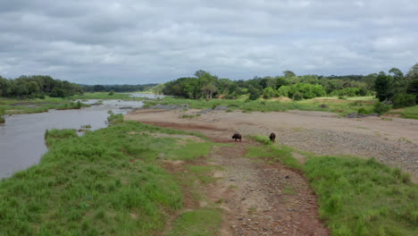observe the majestic cape buffalo as they graze and wander along the banks of a tranquil river in the sabi sands region of south africa, showcasing the beauty of nature.