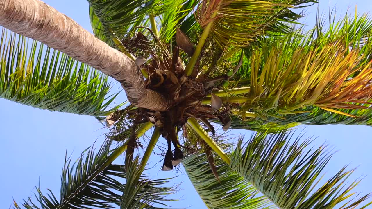 playa idílica con palmeras en las maldivas, océano índico