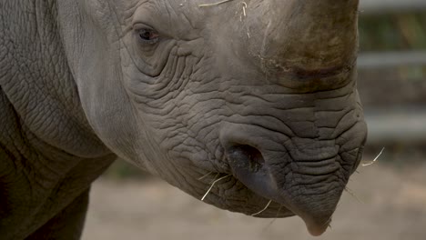 Close-up-front-view-of-the-prehensile-lip-of-a-Black-Rhinoceros-