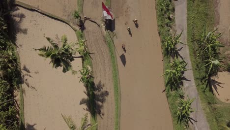 Beautiful-aerial-footage-of-the-farmers-plant-new-rice-paddies-in-Bali