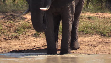 large elephant bull drinks from waterhole, close frontal ground view