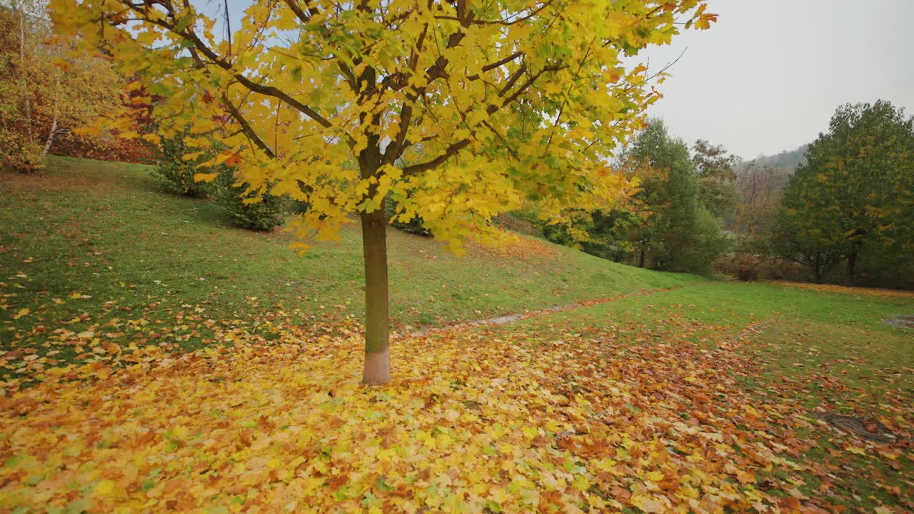 Walking around a tree covered with bright autumn leaves