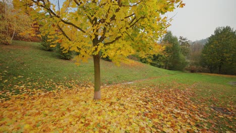 Caminando-Alrededor-De-Un-árbol-Cubierto-De-Brillantes-Hojas-De-Otoño