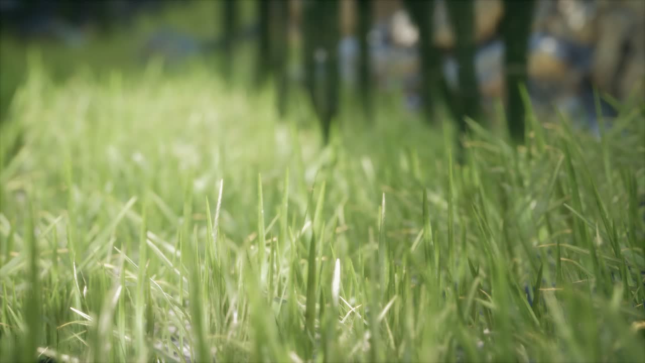 숲 속 의 신선 한 초록 잔디