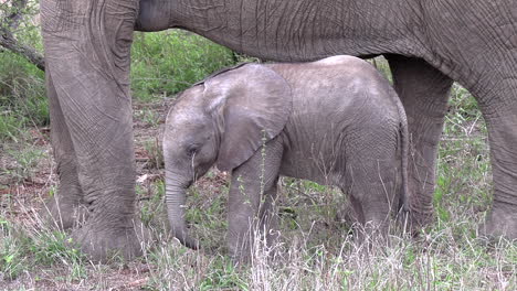 baby elephant rubs against its mother's legs