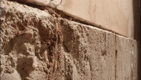 A-termite-colony-in-the-walls-of-a-garage-in-a-home-shot-on-a-Super-Macro-lens-almost-National-Geographic-style