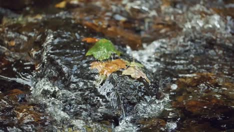 maple leaves caught against mossy rock under creek water, slow motion