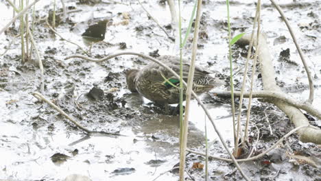 pato verde azulado de alas verdes vadeando y buscando comida en el barro