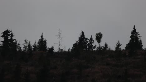 pine tree silhouettes on the hills during dusk